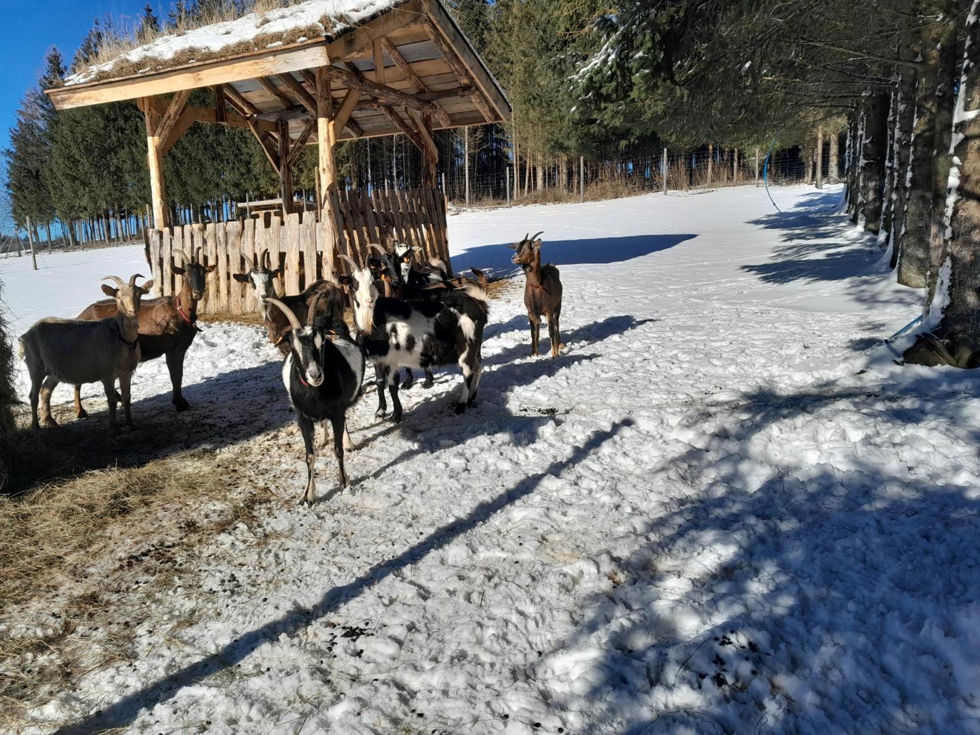 Sowinka Villa Lutowiska Exteriör bild